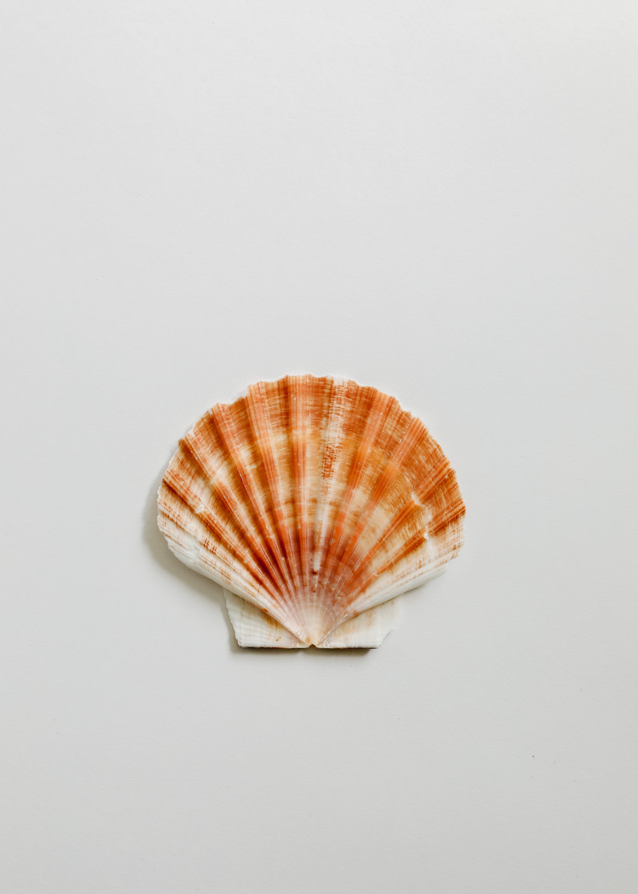 Tesoros del Mar | Ocean Keepsakes