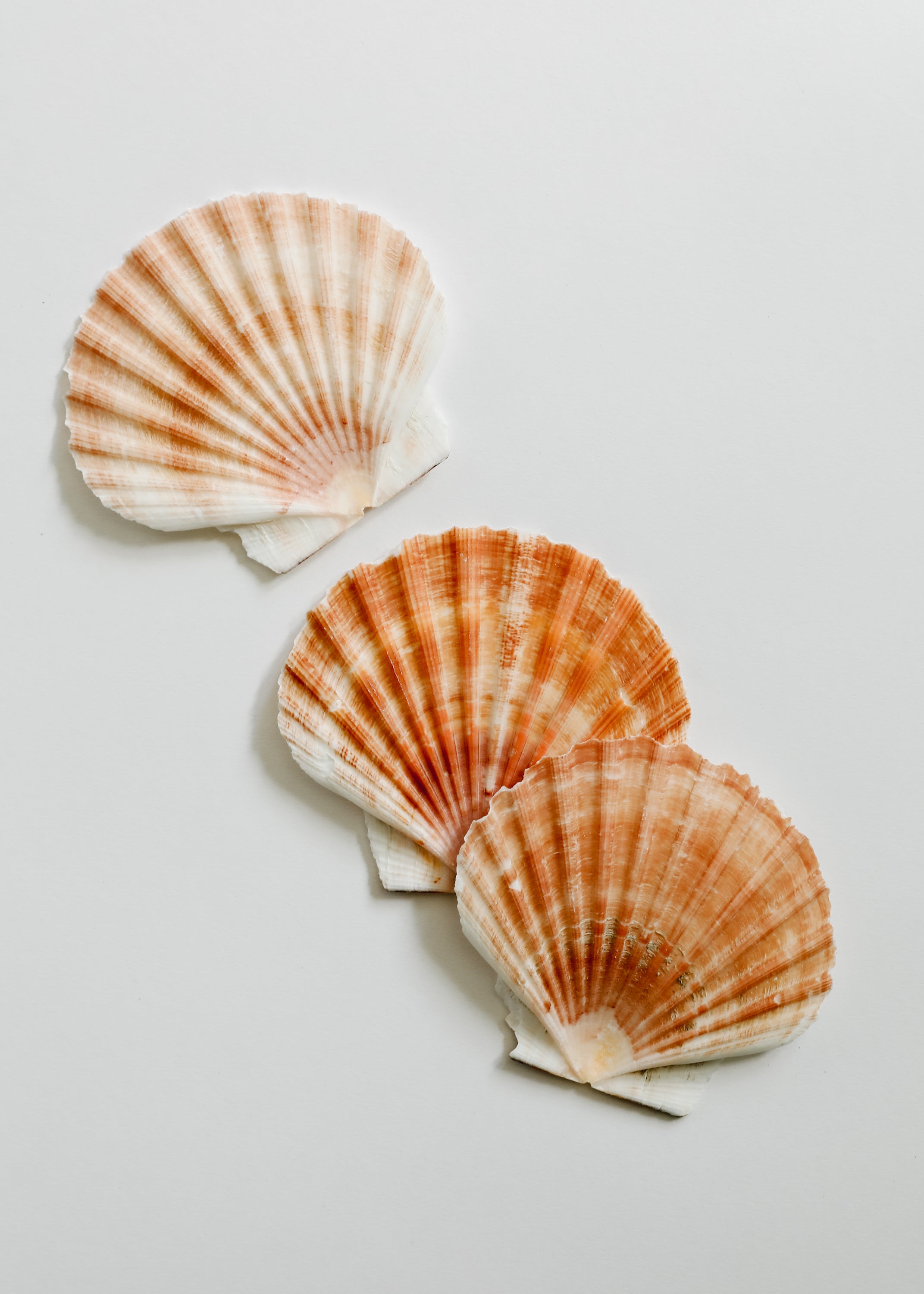 Tesoros del Mar | Ocean Keepsakes