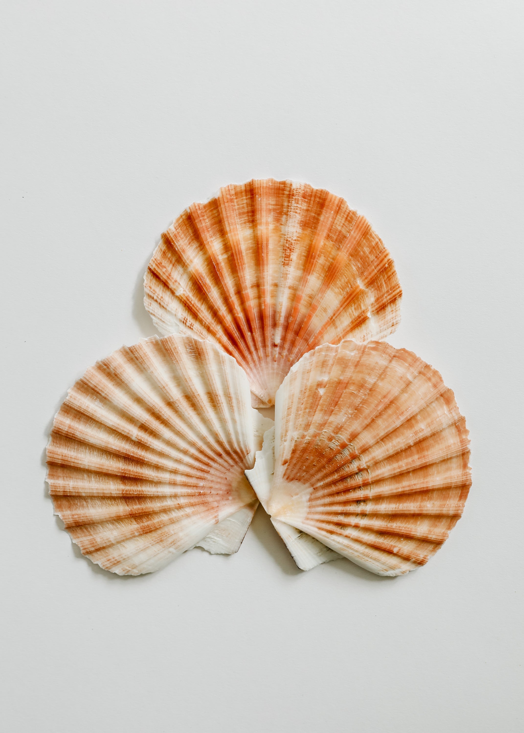 Tesoros del Mar | Ocean Keepsakes