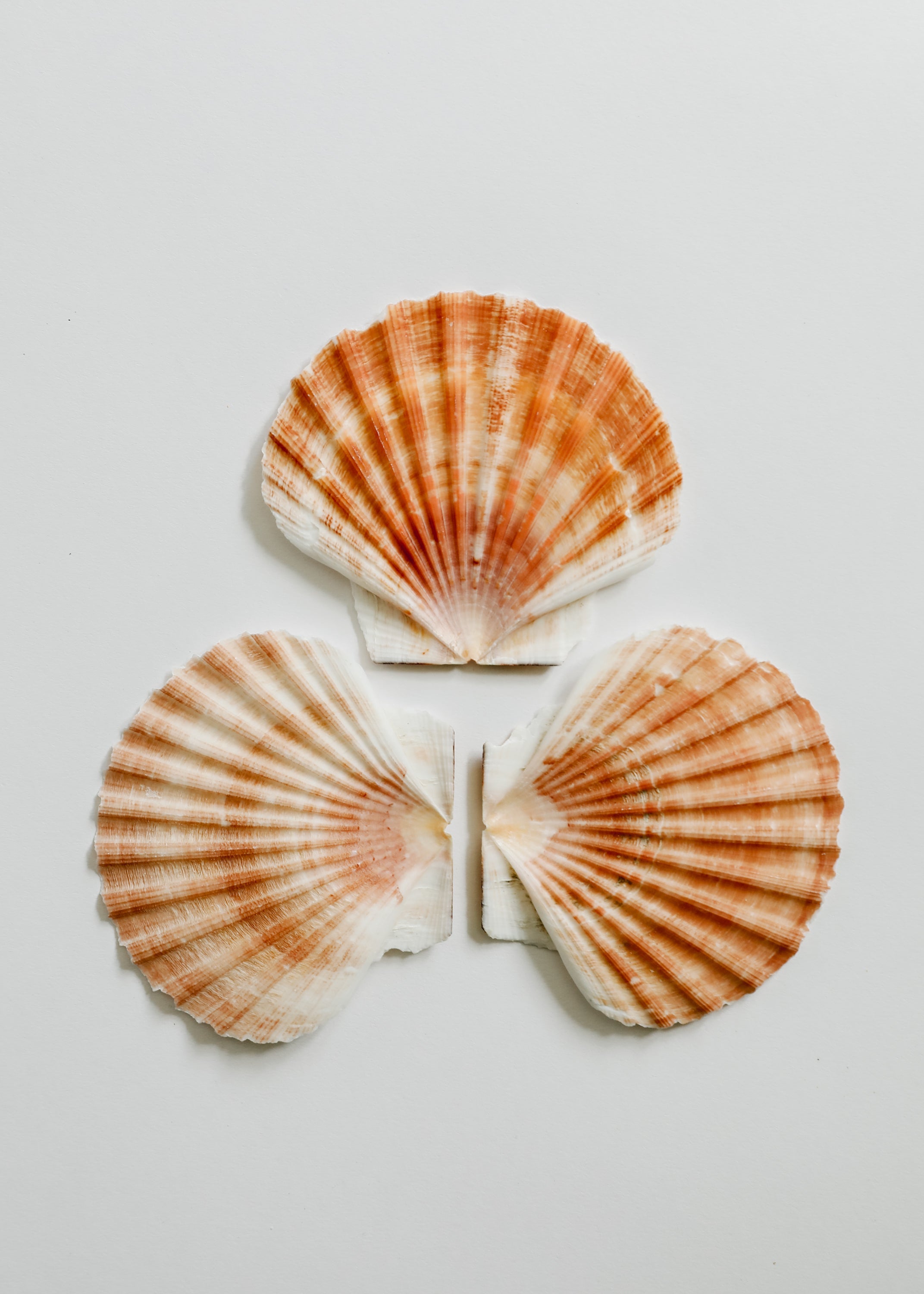 Tesoros del Mar | Ocean Keepsakes