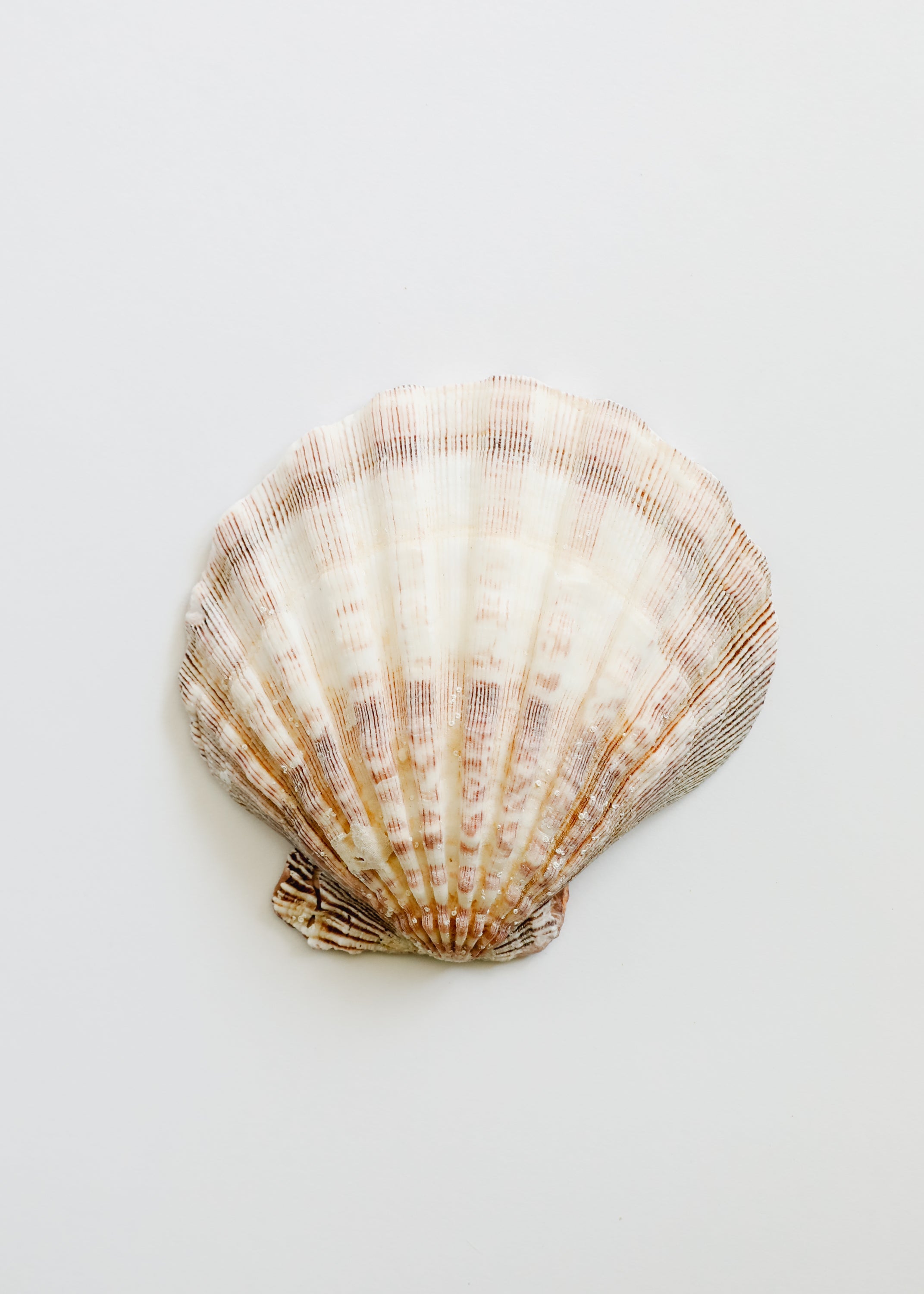 Tesoros del Mar | Ocean Keepsakes
