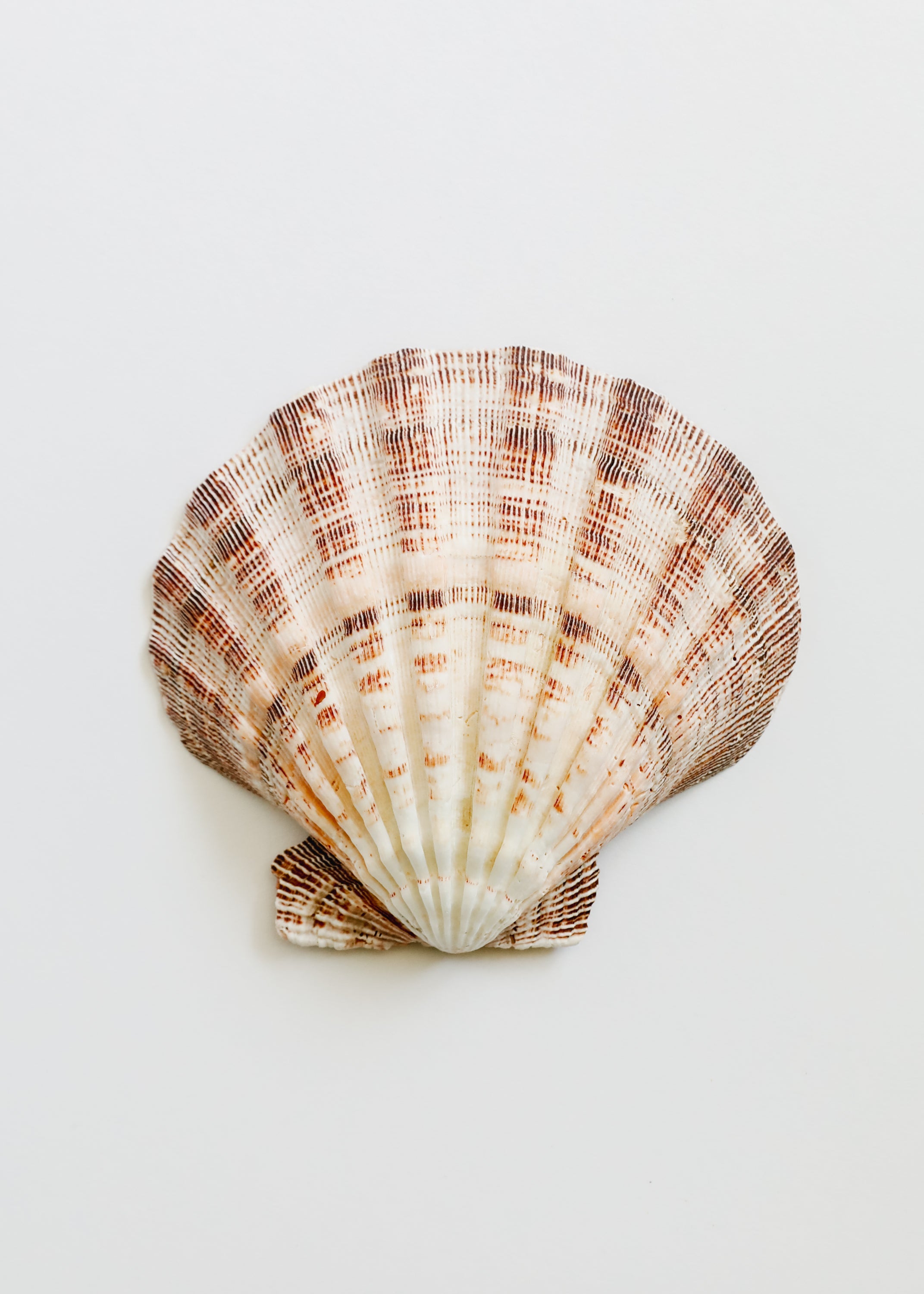 Tesoros del Mar | Ocean Keepsakes