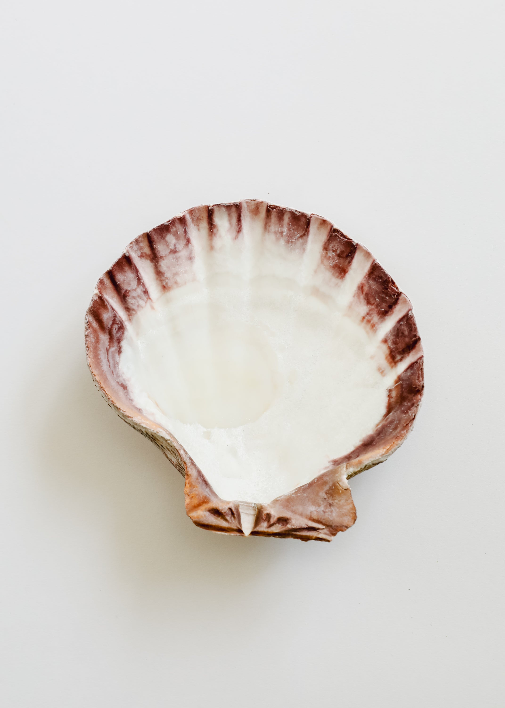 Tesoros del Mar | Ocean Keepsakes
