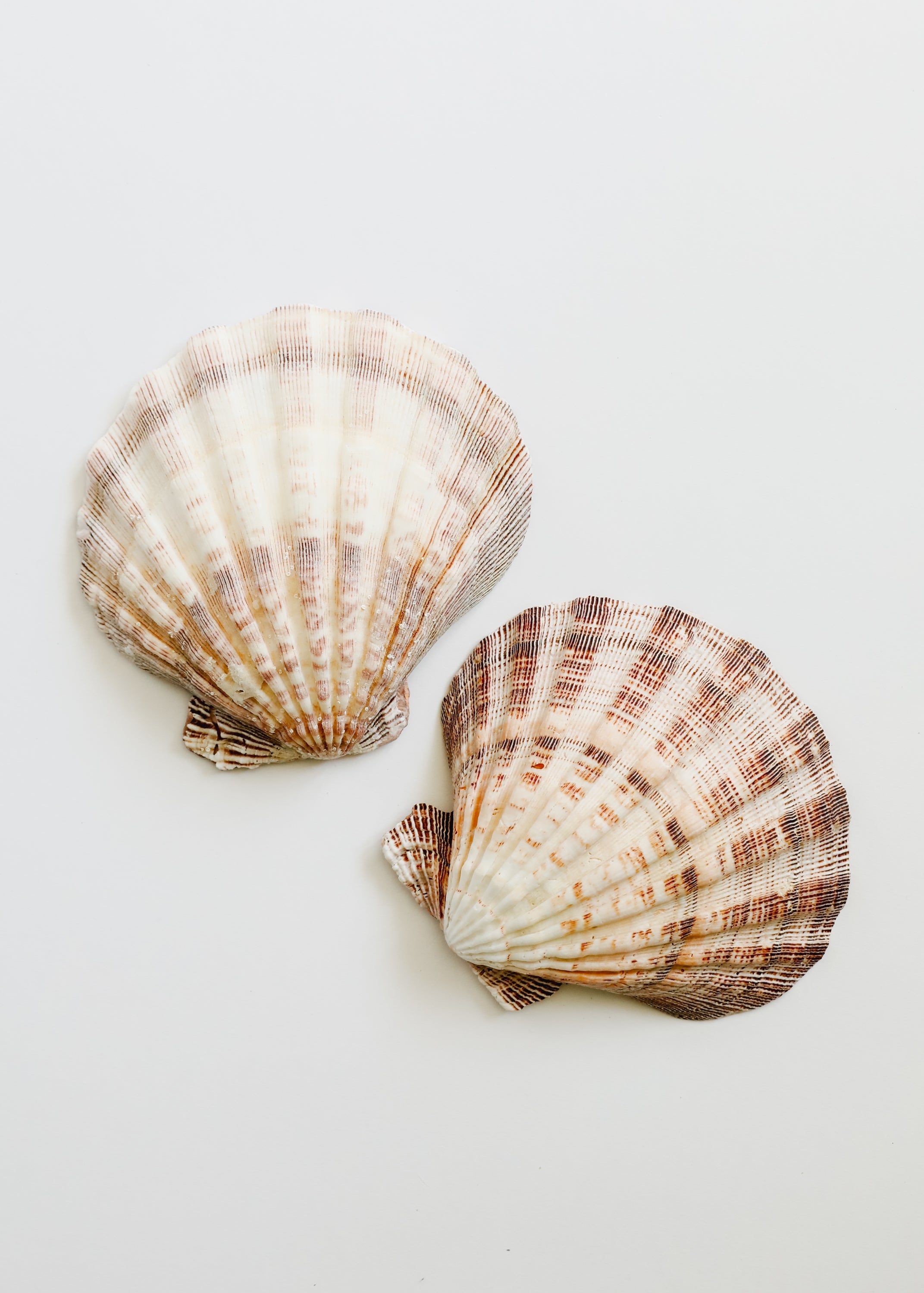 Tesoros del Mar | Ocean Keepsakes